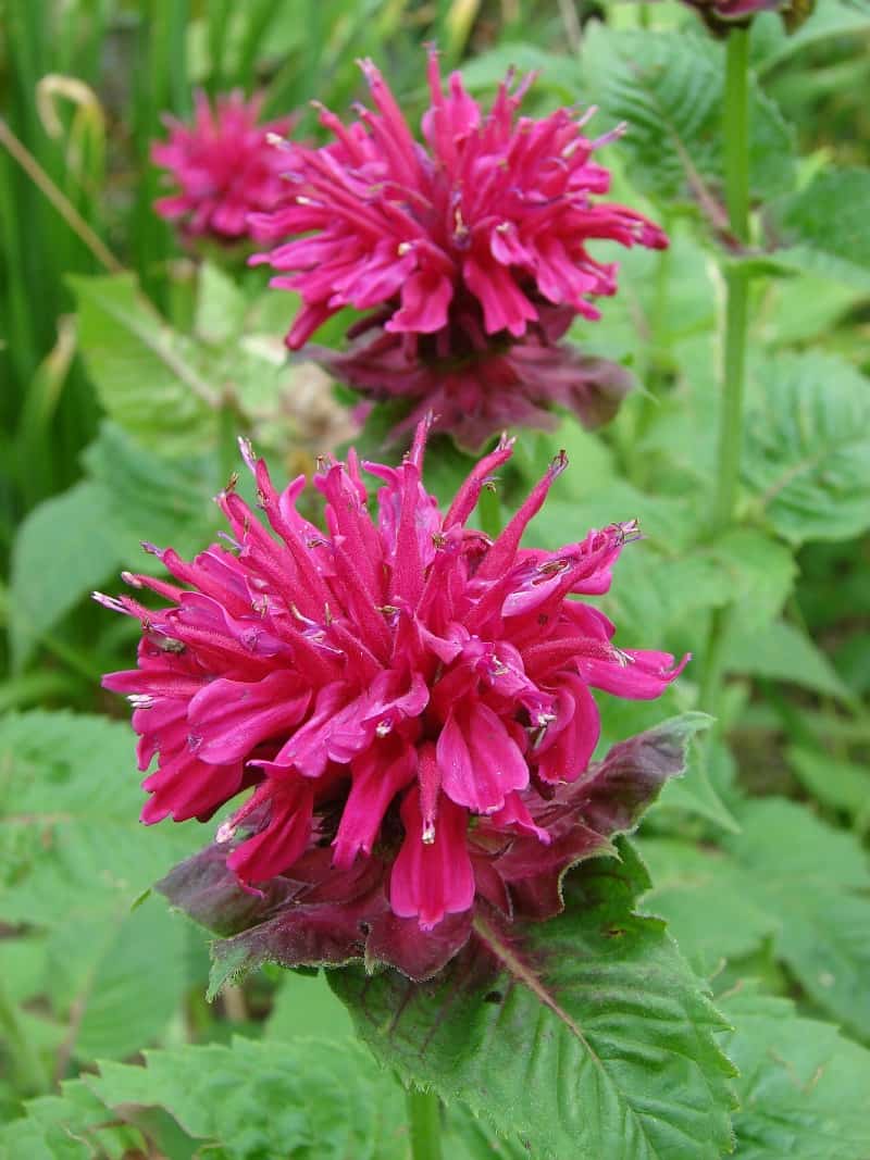 Pink bee balm flowers