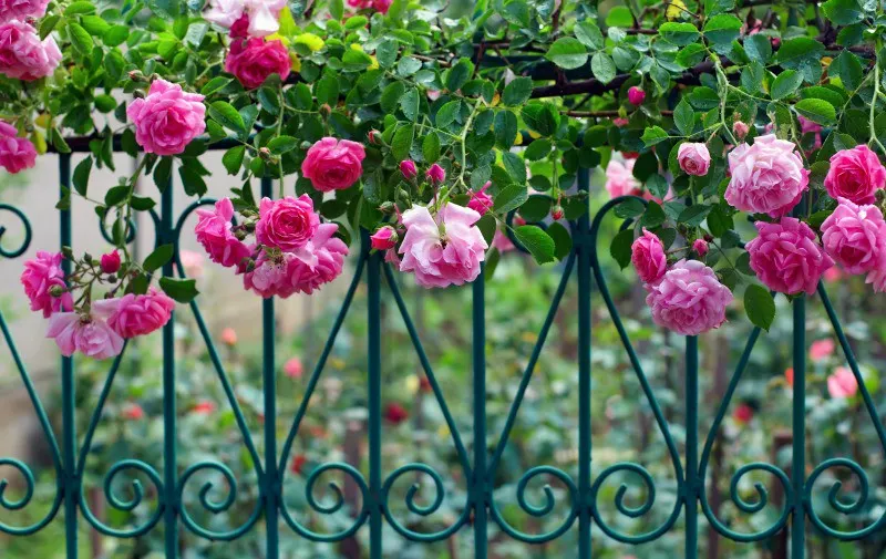Pink climbing roses on a beautiful metal fence