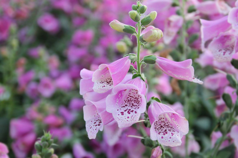 Pink foxglove flowers