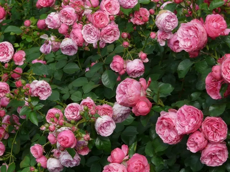 Pink fragrant roses