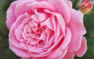 Pink rose in my front yard