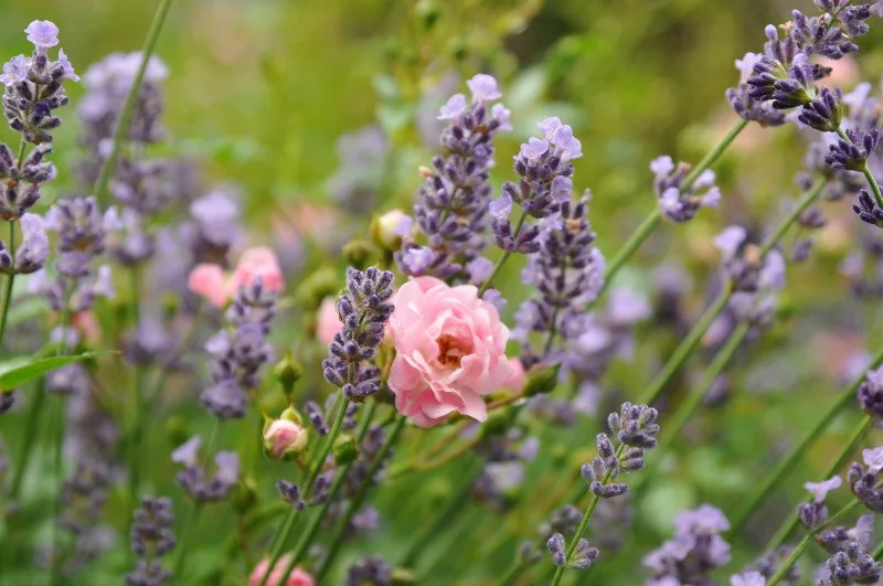 Pink rose surrounded by lavender flowers