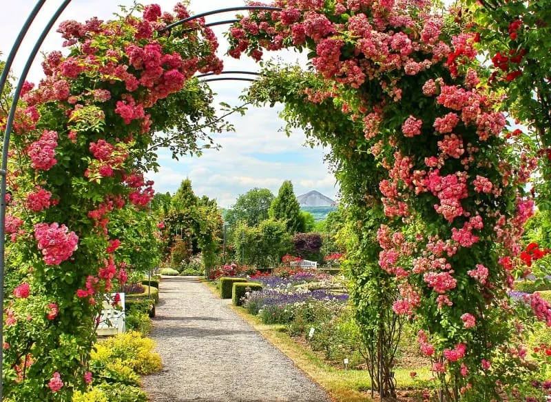 Pink roses arch