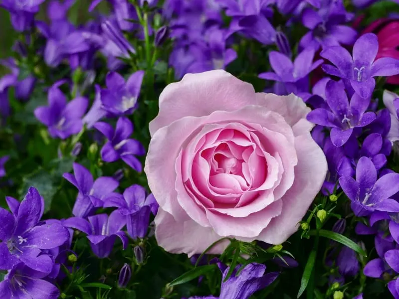 Pink rose and bright purple flowers 