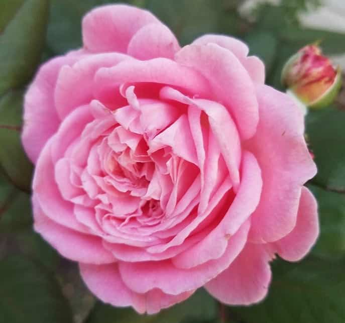 Pink rose in my front yard