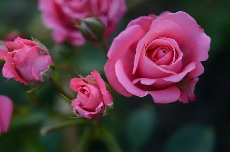 pink roses