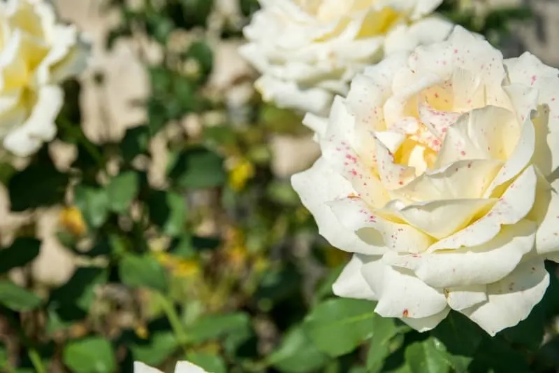 Pink speckled white rose