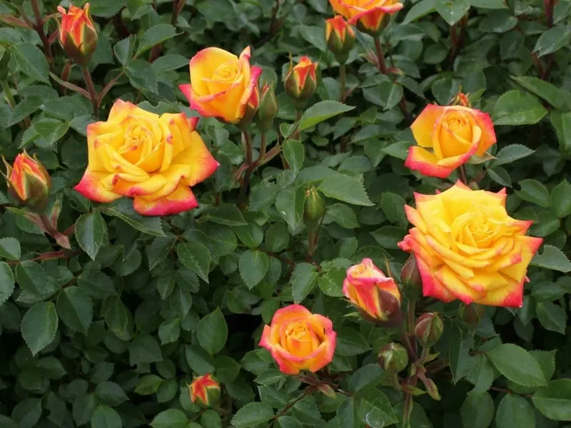 Rainbow miniature roses