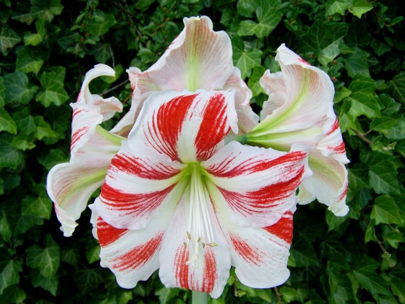 Red and white amaryllis