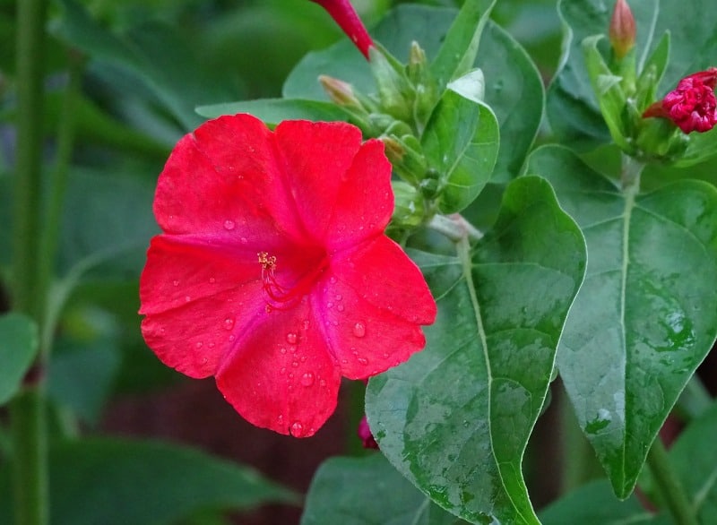 REd mirabilis jalapa - four o'clocks