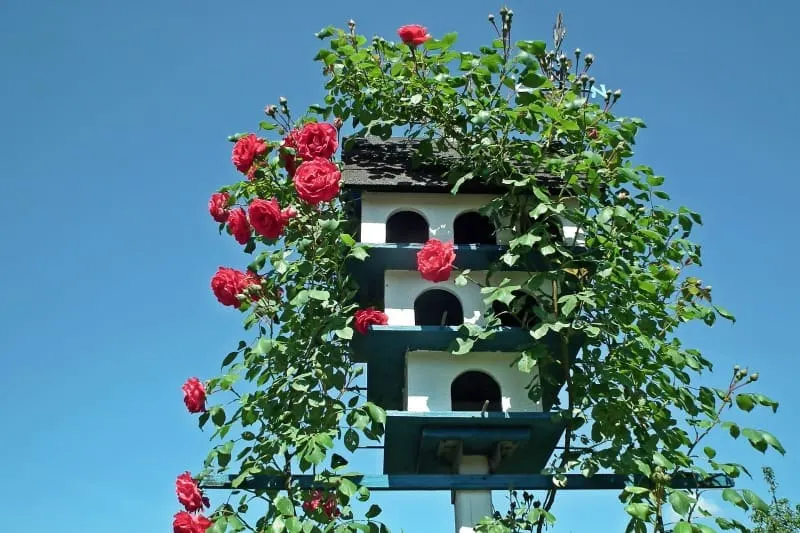 Red roses covering bird houses