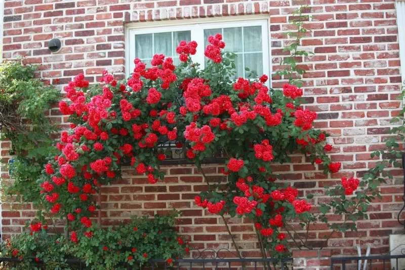 Red roses cascading down a window box