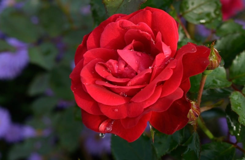 Red rose surrounded by purple flowers