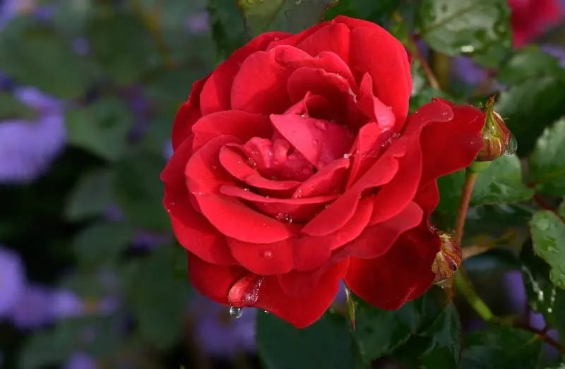 Red rose surrounded by purple flowers