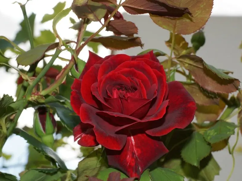 Red tea rose flower