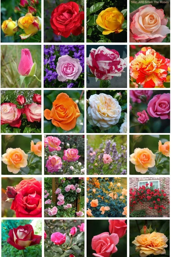 collage of rose pictures