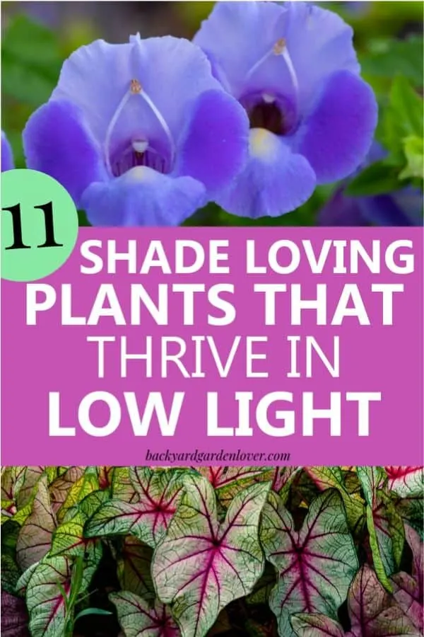 purple shade loving flowers