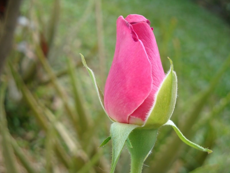 Single pink rose