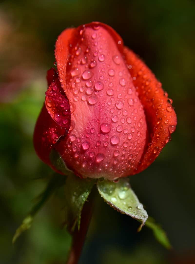 Single Red Rose With Water Drops