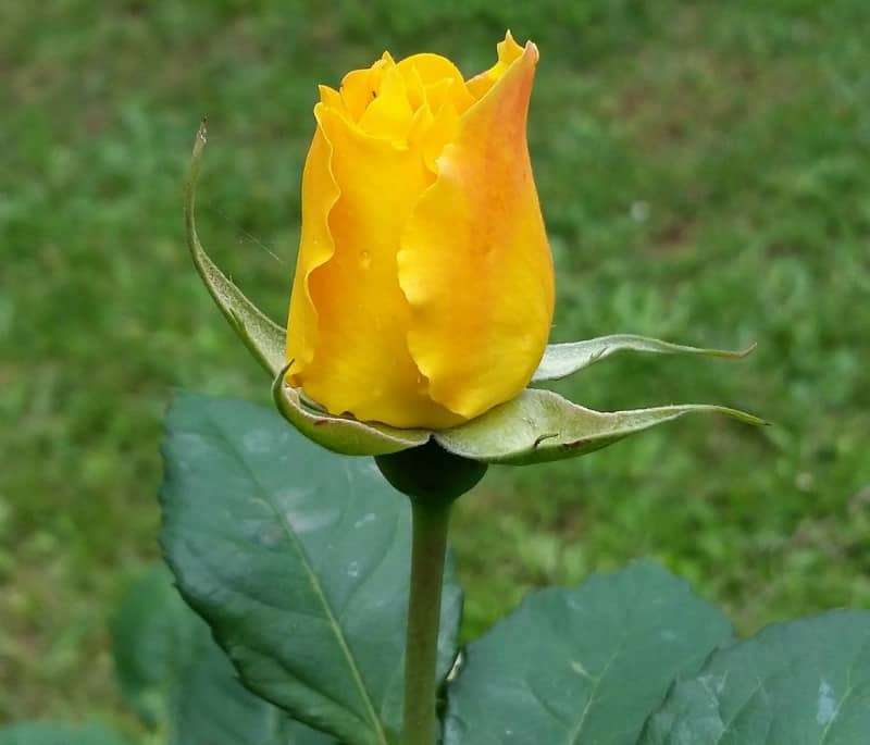 Single yellow rose