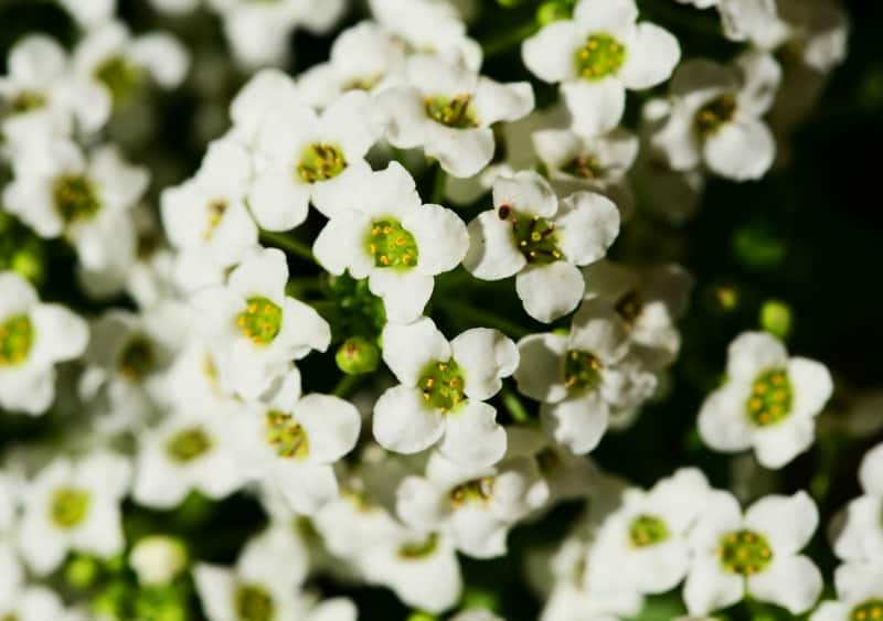 Sweet Alyssum Flowers