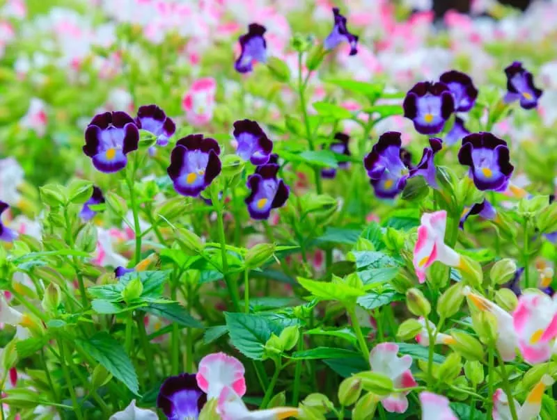Varieties of Wishbone flowers, Bluewings or Torenias, as beautiful fresh bright wildflowers ornamental garden