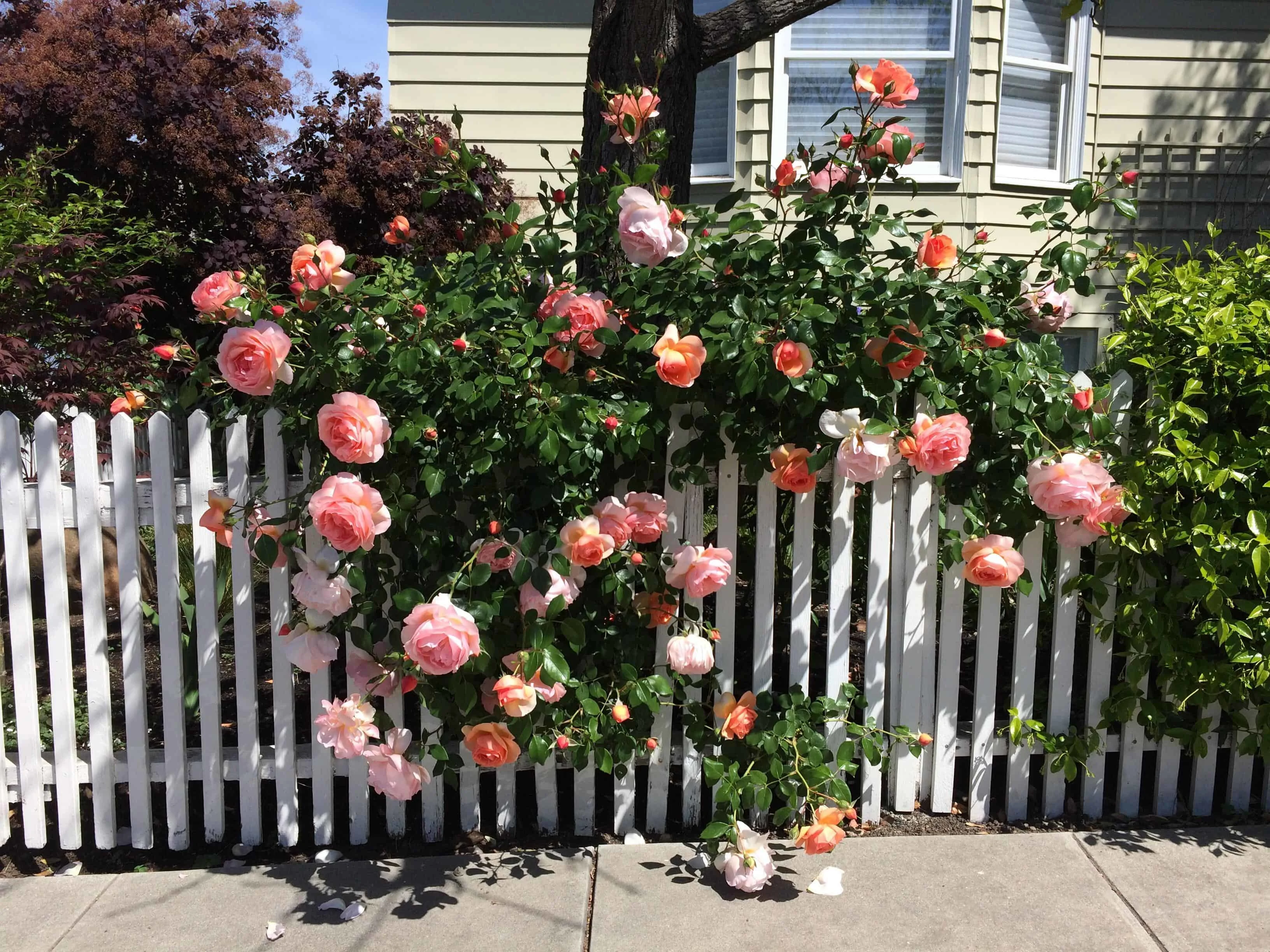Roses peeking through a white fence