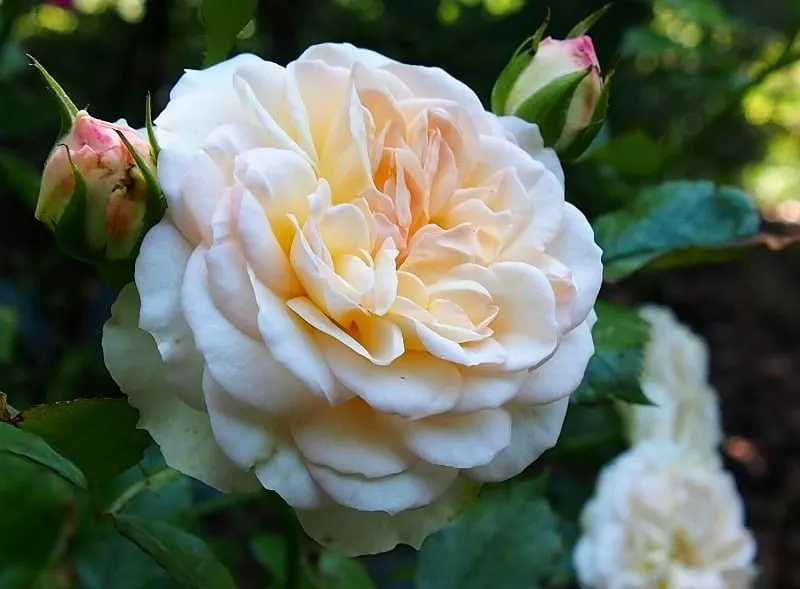 White rose flowers