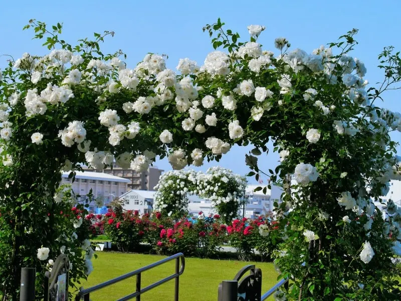 White roses arch