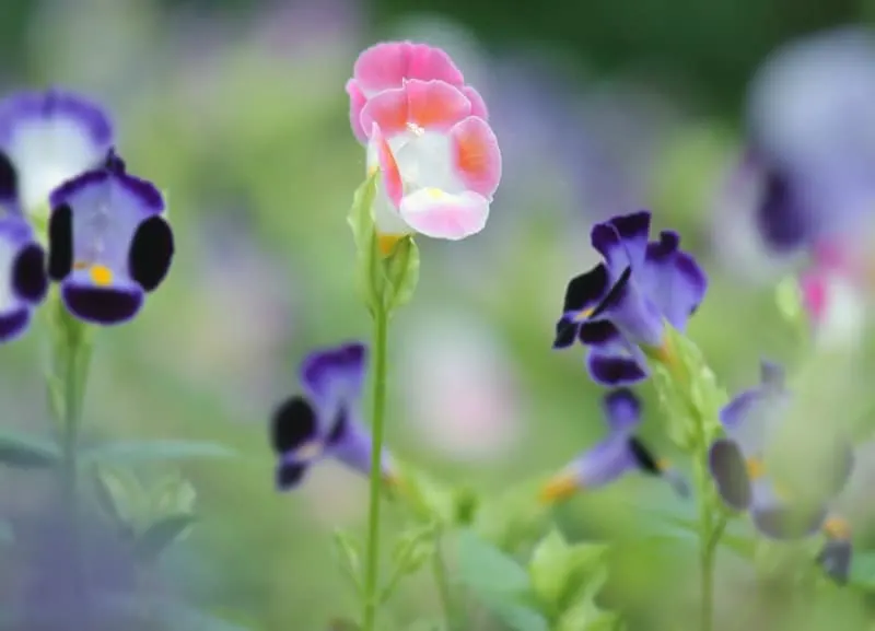 Pink and purple wishbone flowers