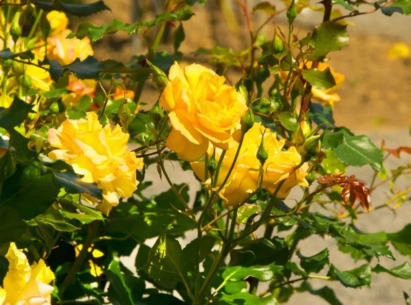 yellow roses