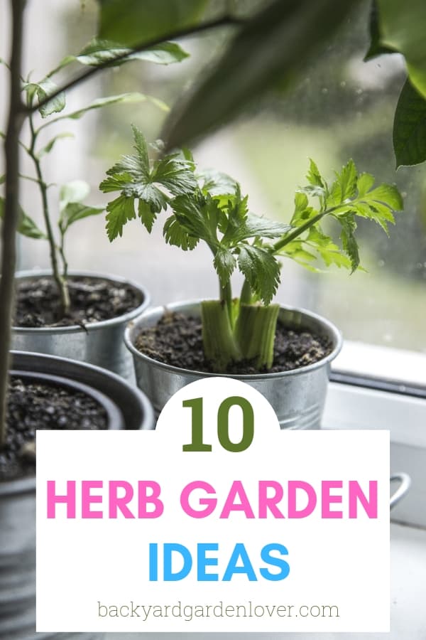 Herbs growing in windowsill containers