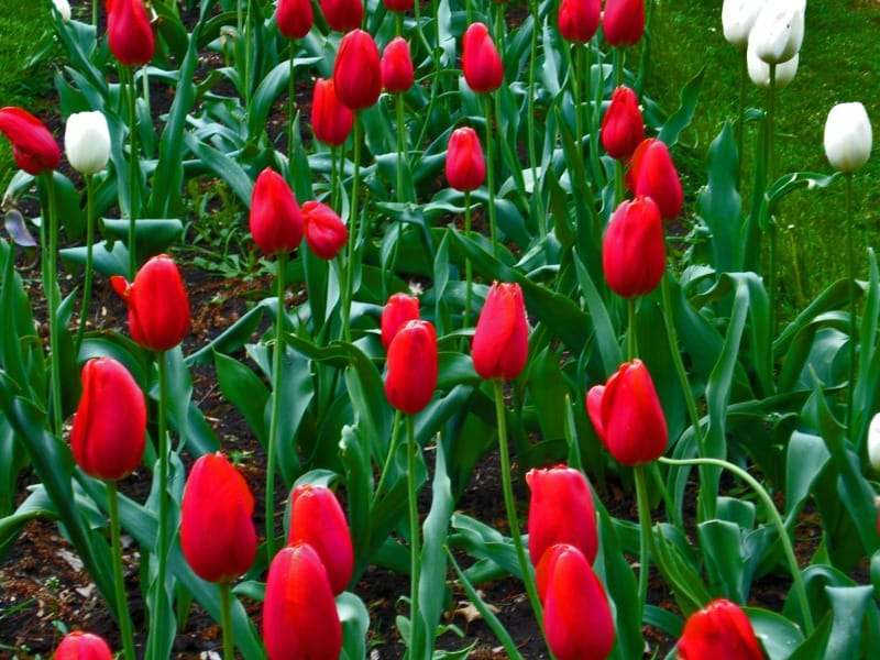 Bright red tulips