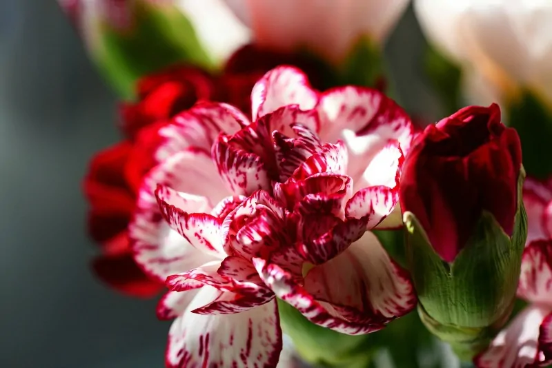 Red and white carnations