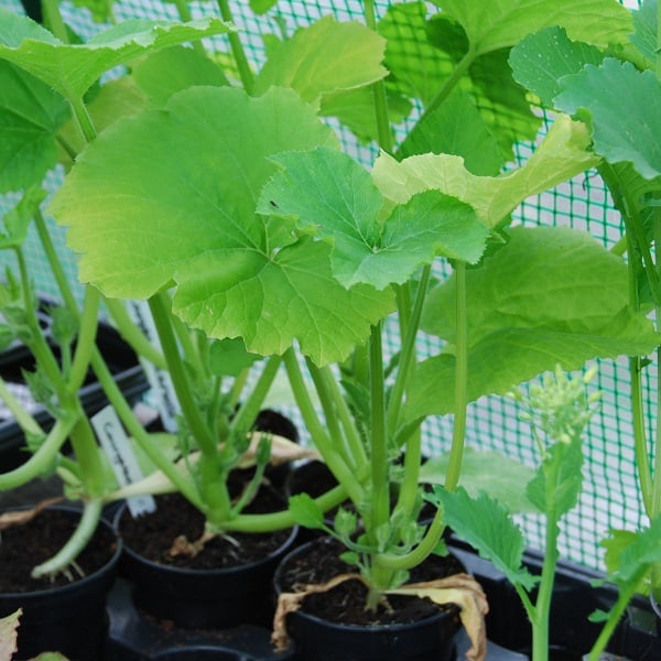 Courgette planted in pots