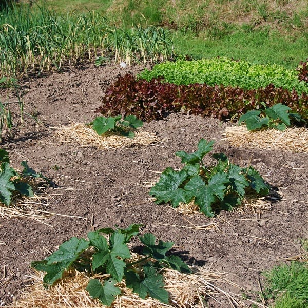 Zucchini planted 3 feet from each other