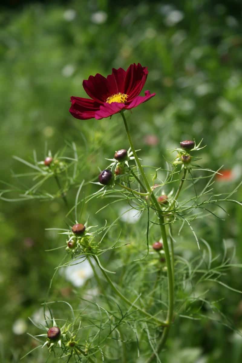 Deep red cosmos flowers