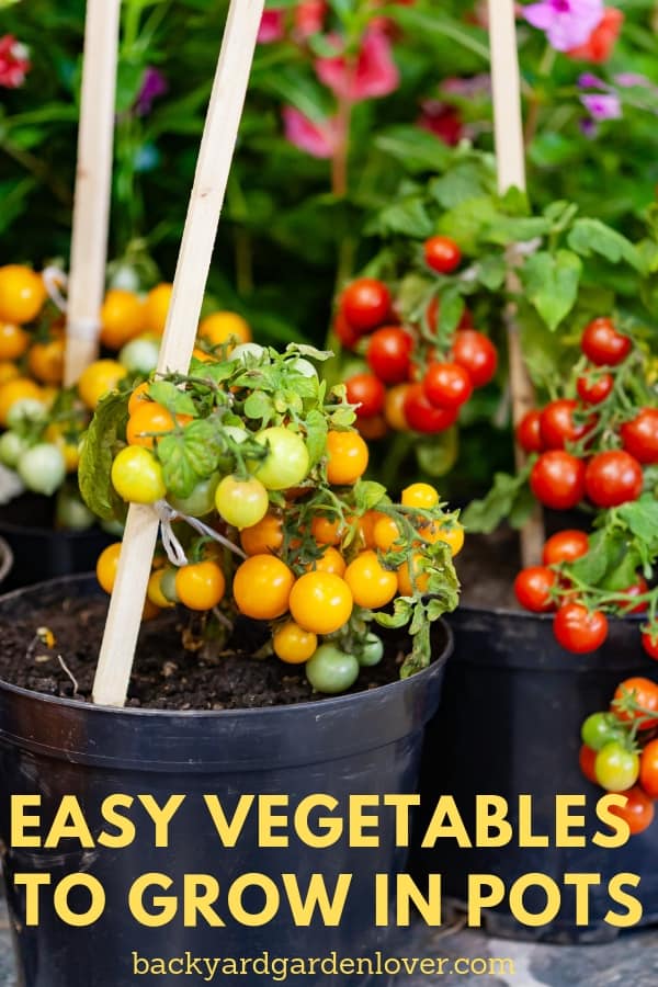 Red and yellow cherry tomatoes growing in containers