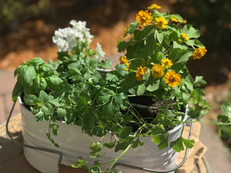 Finished patio herb garden