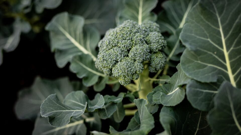 Spring Into Gardening: What To Plant Right Now