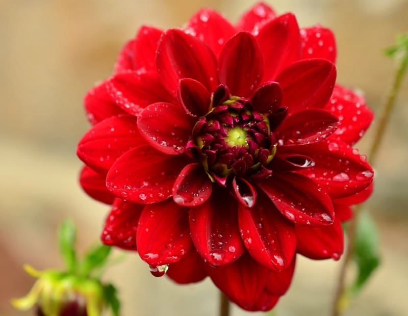 Beatuiful red dahlia with water droplets on the petals