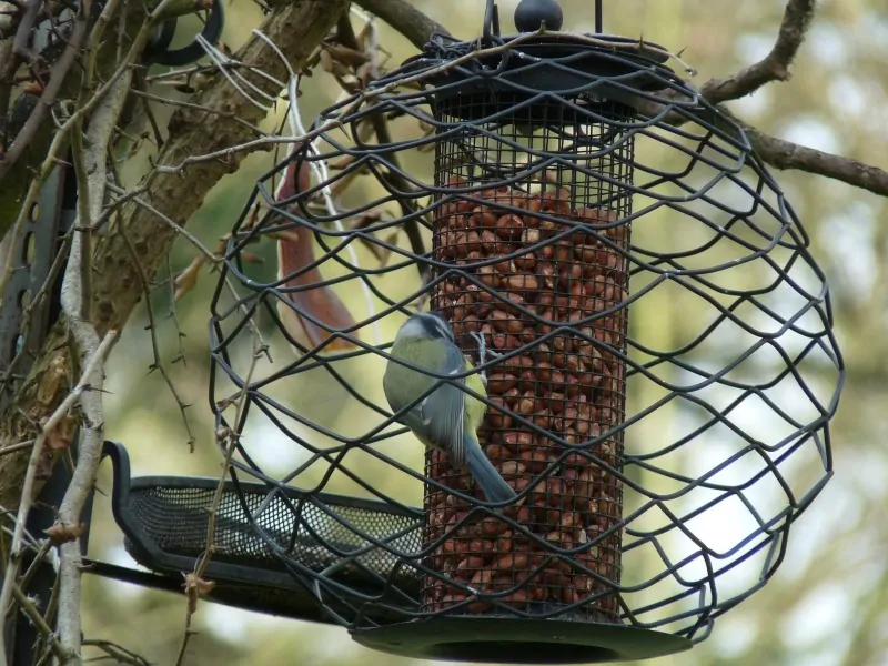 Great tit eating from a hanging bird feeder