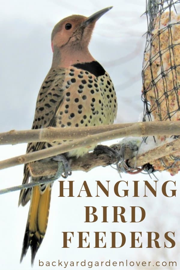 A bird sitting next to a bird feeder