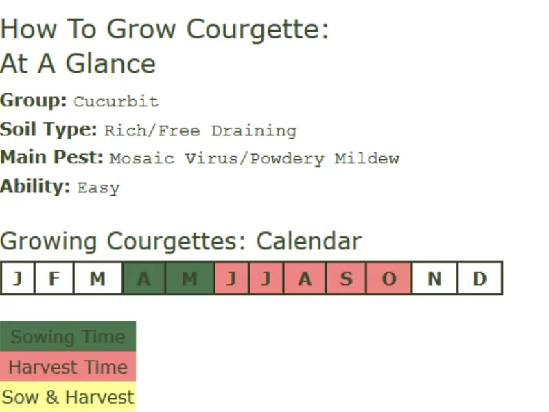 How to grow courgette, also known as zucchini