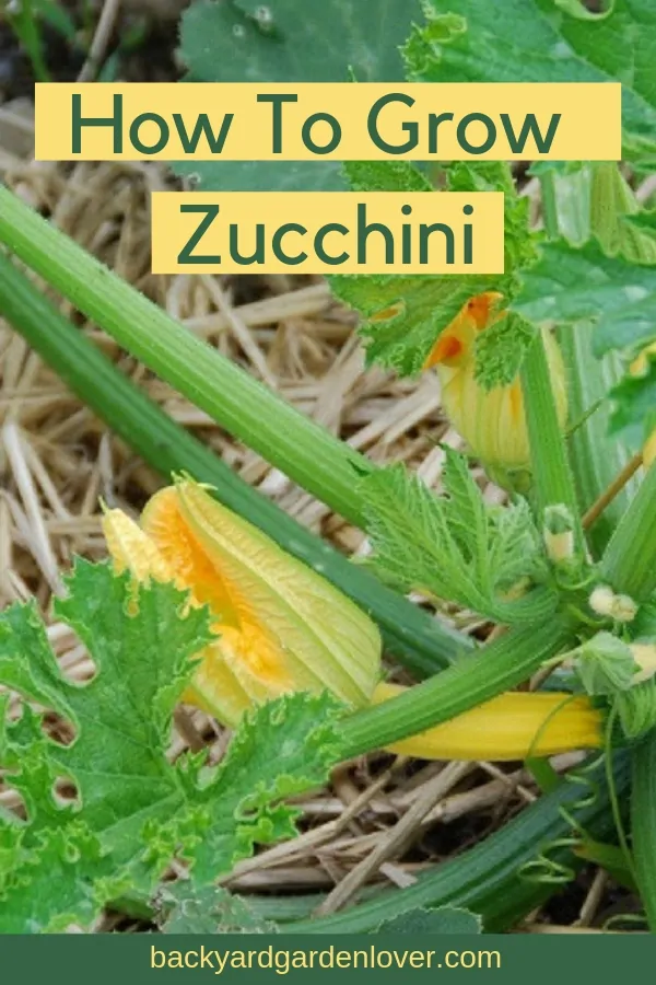 How To Grow Zucchini Courgette And Enjoy It All Summer Long