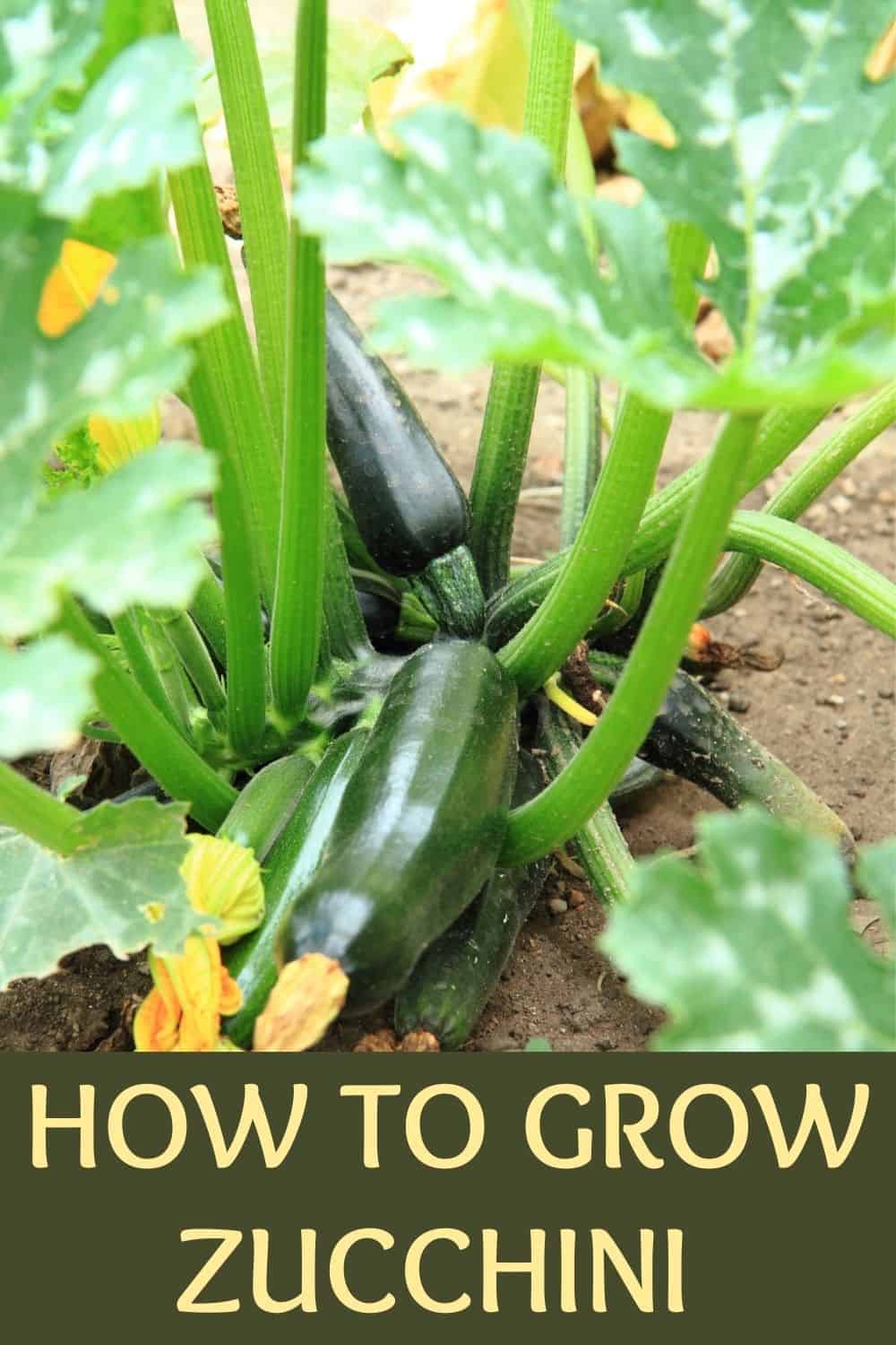 How to grow zuchcini