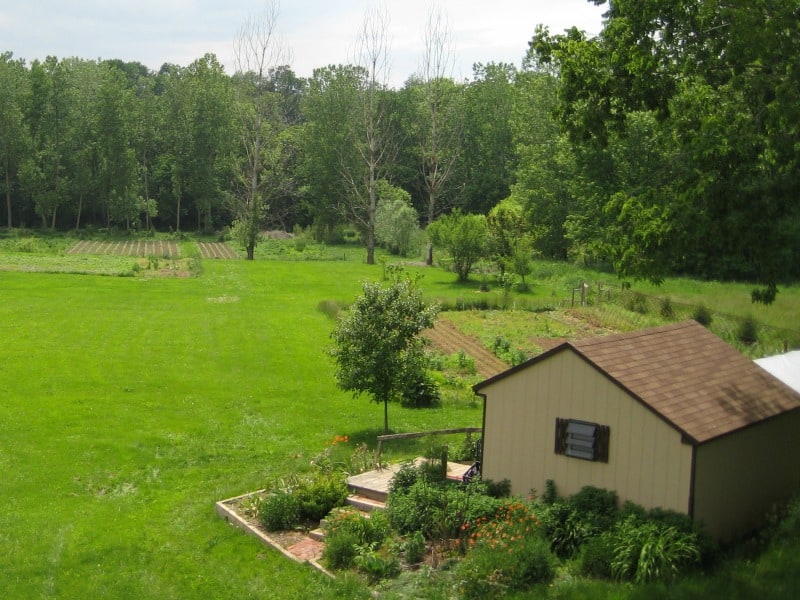 My kitchen garden