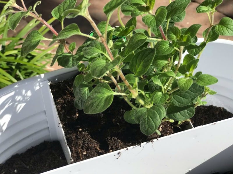 Oregano planted in container