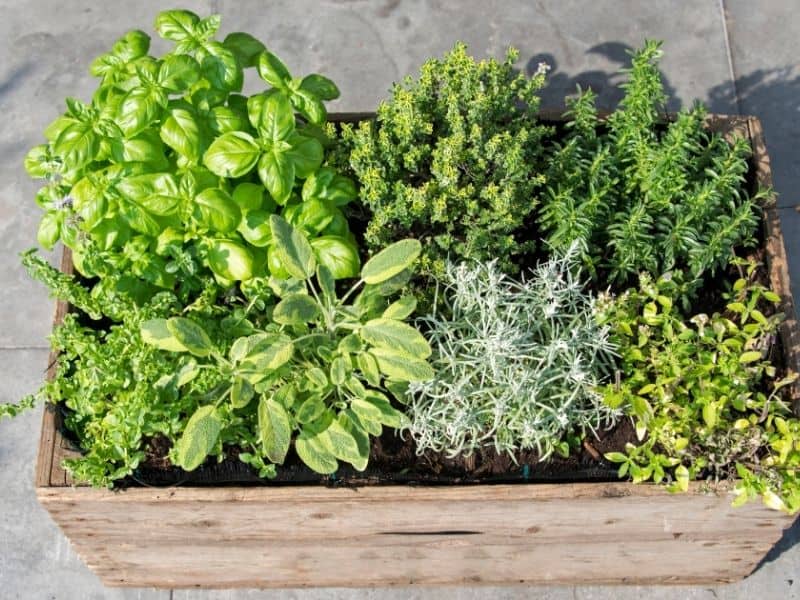 patio herb garden in a wooden container