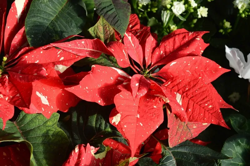 poinsettia plant